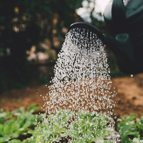 Gardening with God
